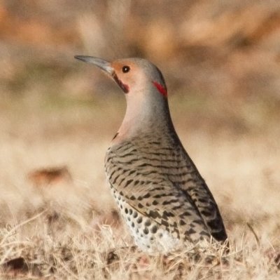 Northern Flicker