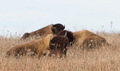 American Bison