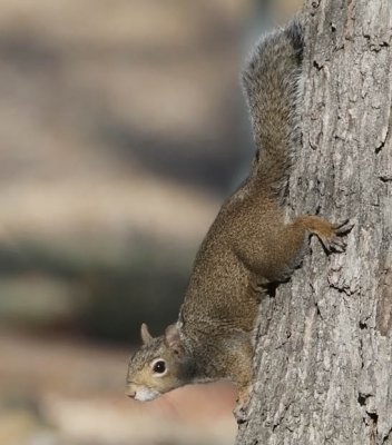 Eastern Fox Squirrel