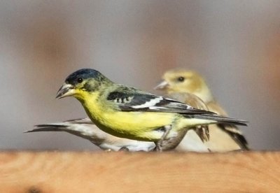 Lesser Goldfinch