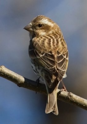 Purple Finch