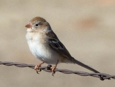 Field Sparrow