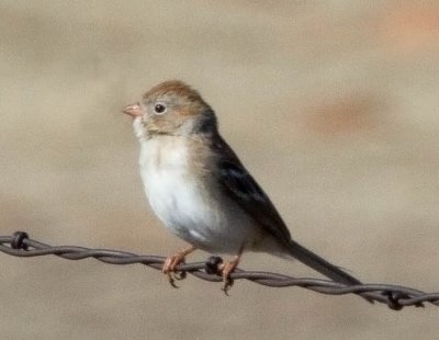 Field Sparrow