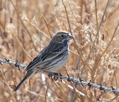 Lark Bunting