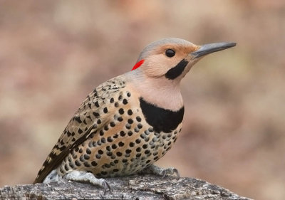 Northern Flicker