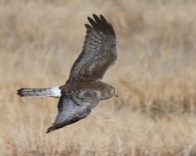 Northern Harrier