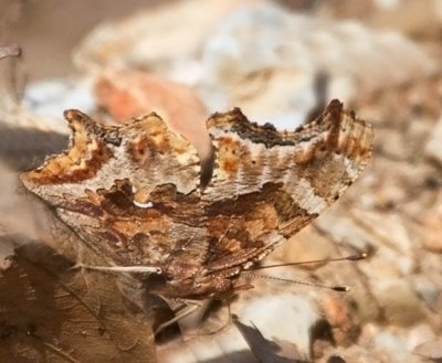 Eastern Comma