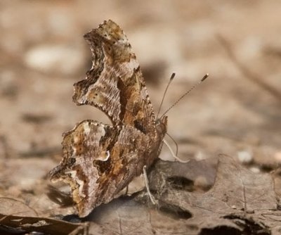 Eastern Comma