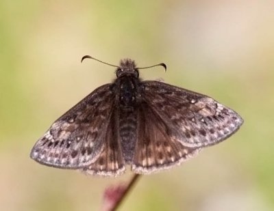 Juvenal's or Horace's Duskywing
