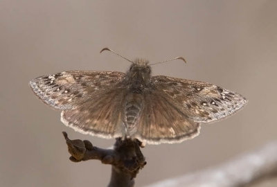 Juvenal's or Horace's Duskywing