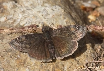 Wild Indigo Duskywing