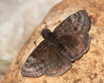 Wild Indigo Duskywing