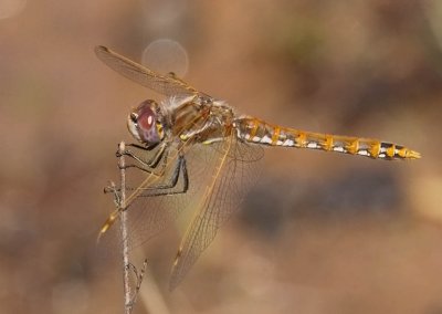 Variegated Meadowhawk