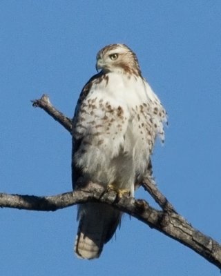 Red-tailed Hawk