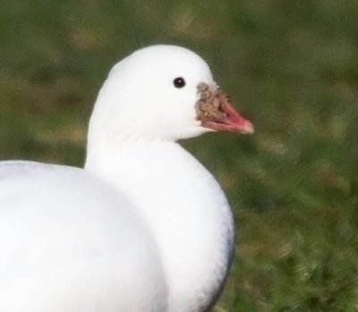 Ross's Goose