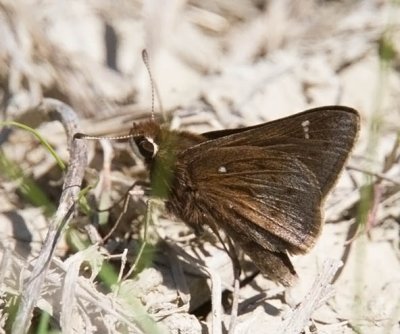 Dusted Skipper