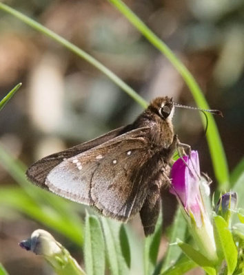 Dusted Skipper