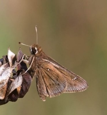 Dusted Skipper