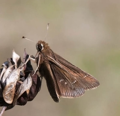 Dusted Skipper