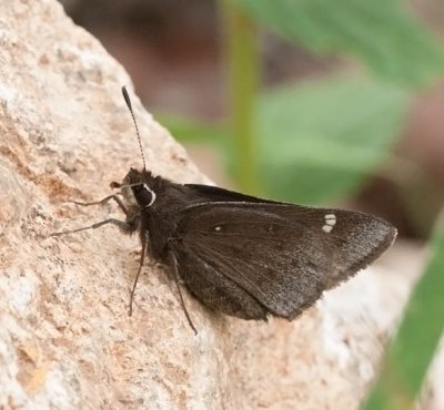 Dusted Skipper