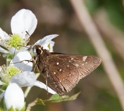 Dusted Skipper