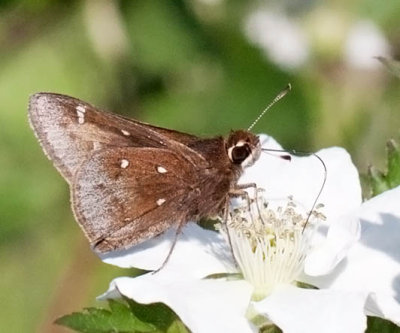 Dusted Skipper