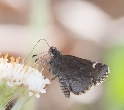 Common Roadside-Skipper
