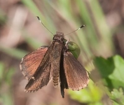 Common Roadside-Skipper
