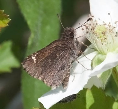 Common Roadside-Skipper