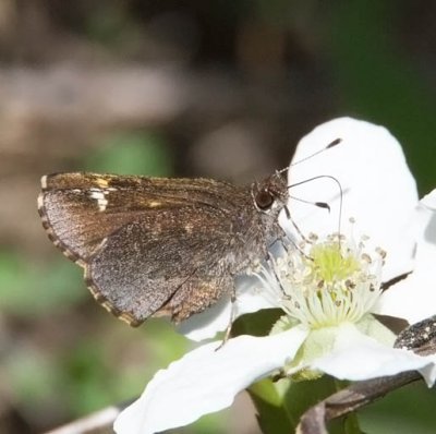 Common Roadside-Skipper