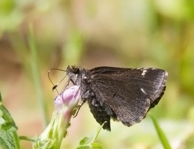 Common Roadside-Skipper