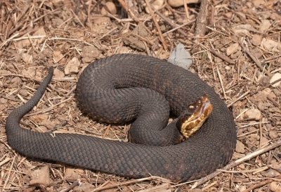 Northern Cottonmouth