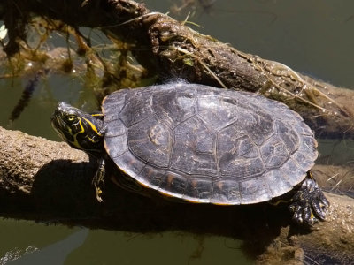 Eastern River Cooter