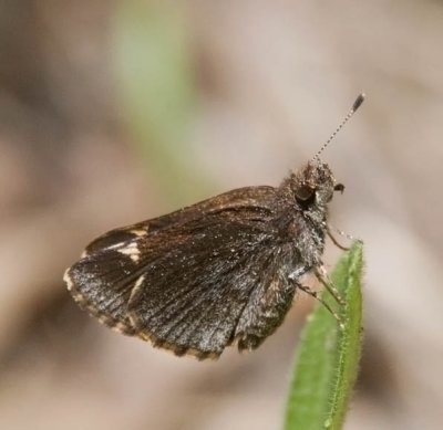 Common Roadside-Skipper