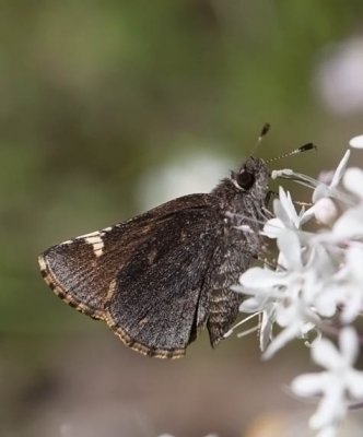 Common Roadside-Skipper