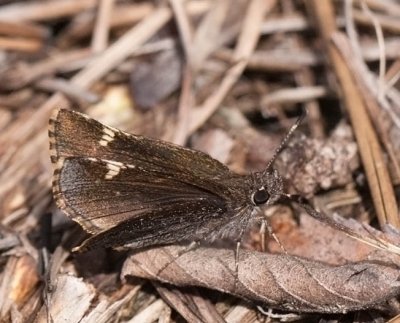 Common Roadside-Skipper