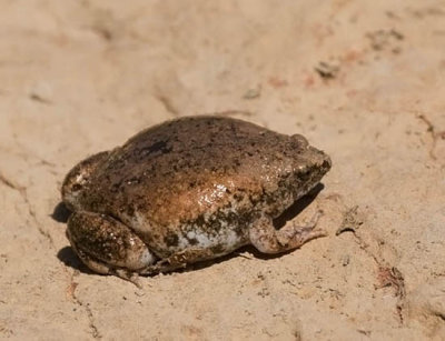 Eastern Narrow-mouthed Toad