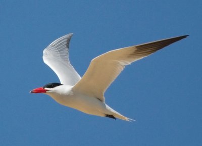 Caspian Tern