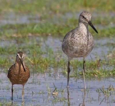 Willet