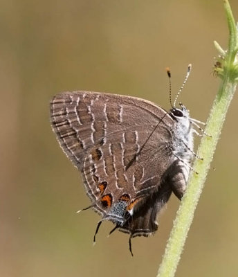 Striped Hairstreak