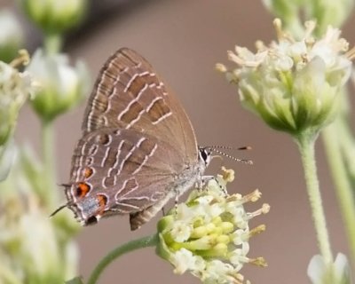 Striped Hairstreak