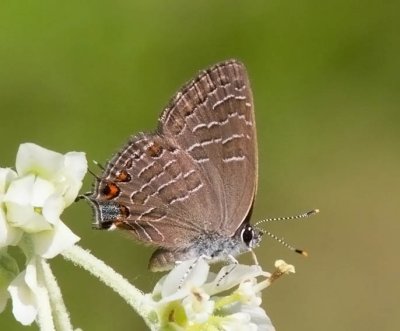 Striped Hairstreak