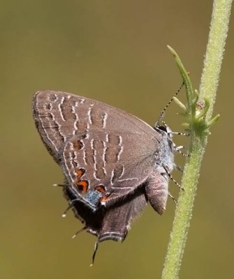 Striped Hairstreak