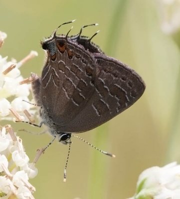 Striped Hairstreak
