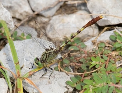 Jade Clubtail