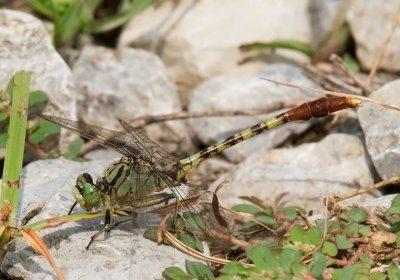 Jade Clubtail