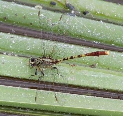 Jade Clubtail