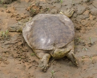 Midland Smooth Softshell Turtle
