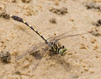 Common Sanddragon