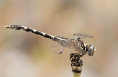 Common Sanddragon